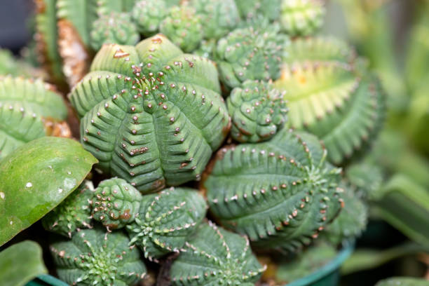Euphorbia obese