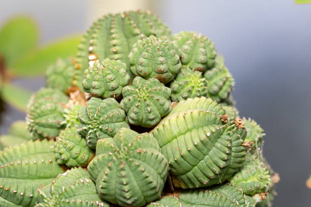 istock Euphorbia obesa 1352555386