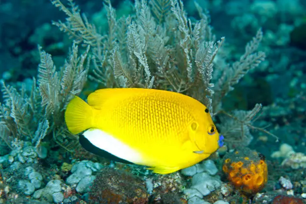 Adult Three-Spot Angelfish, Apolemichthys trimaculatus, swimming on the coral reef, Tulamben, Bali, Indonesia.
