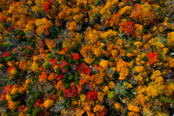 istock Looking straight down at the fall colored trees in the North Carolina forest. 1352556856