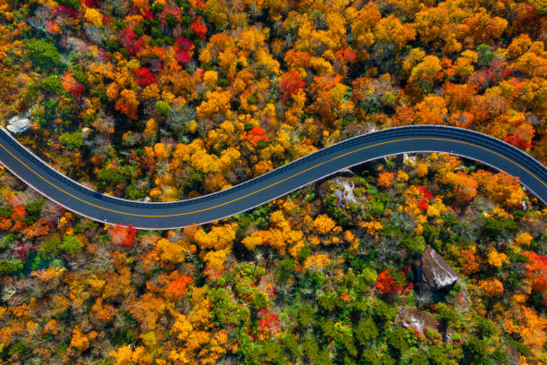 looking straight down on the road through the blue ridge parkway in north carolina. fall colored trees. - blue ridge mountains blue ridge parkway north carolina mountain imagens e fotografias de stock