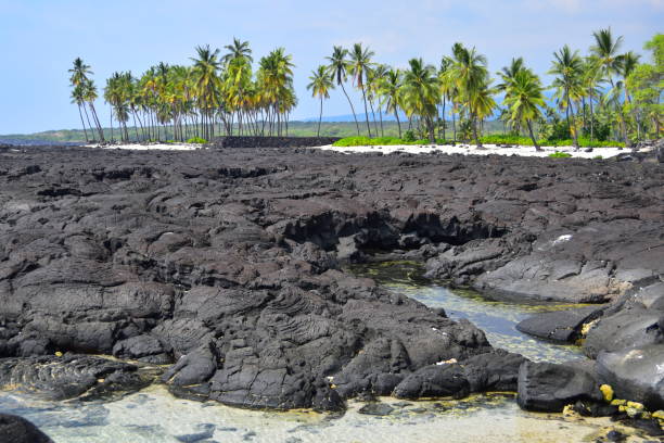 istock Pahoehoe lava and coconut trees on the sea coast 1352557166