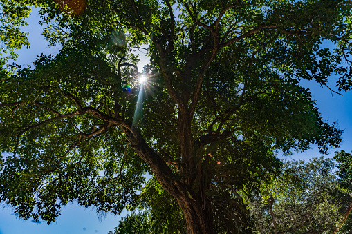 Natural Landscape - Looking up at Sunshine through Tree Leaves