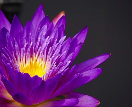 Ultraviolet water lily, close up with copy space.OLYMPUS DIGITAL CAMERA