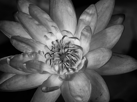 A grayscale closeup of Nymphaea nouchali, star lotus, dwarf aquarium lily, or manel flower.