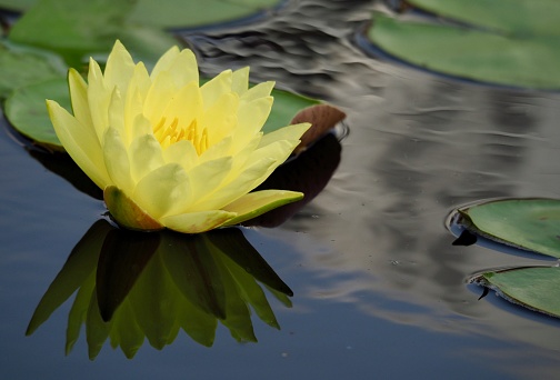 Yellow Water lily in  pond with reflection. OLYMPUS DIGITAL CAMERA