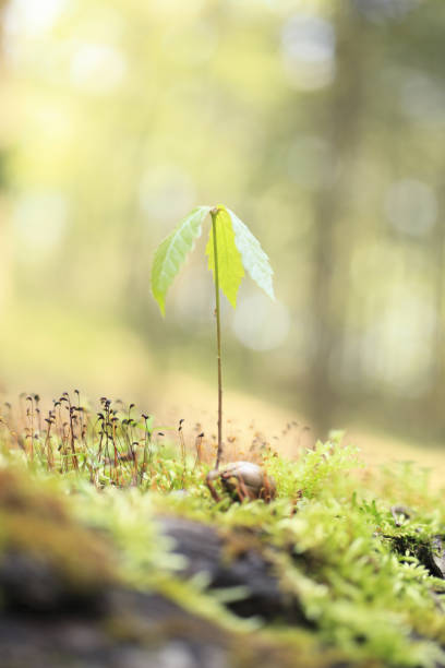 istock Sprout of Quercus serrata 1352568733