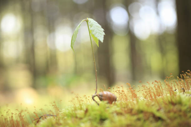 Quercus serrata is a representative tree of thickets, and beetles and stag beetles gather in the sap. The wood is used as firewood and firewood for shiitake mushroom cultivation. Bark is used for medicinal purposes, tanning agents, and mordants.