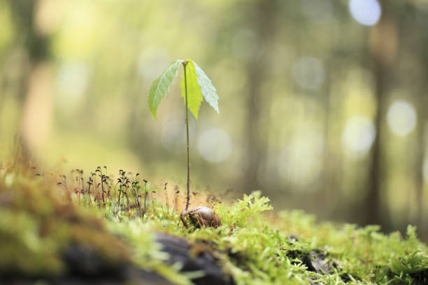 istock Sprout of Quercus serrata 1352568807