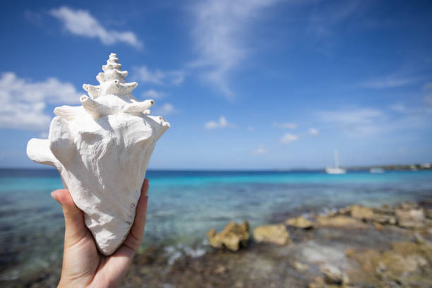 istock Big seashell in the hand with seascape behind it. Selective focus. 1352568827