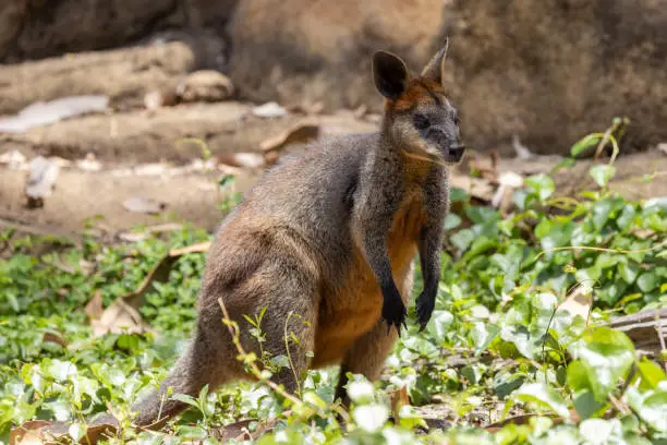 Photo of Australian Swamp Wallaby