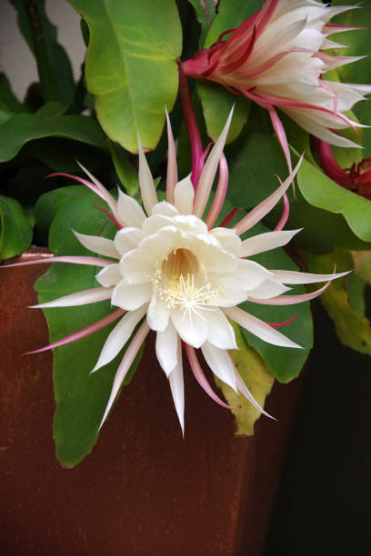 Blooming Cereus Close-up view of the blossoms of a night-blooming cereus, queen of the night plant night blooming cereus stock pictures, royalty-free photos & images