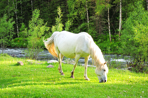 A young horse of snow-white color peacefully eats grass in a clearing near the bank of a mountain river flowing through the forest. Altai, Siberia, Russia.
