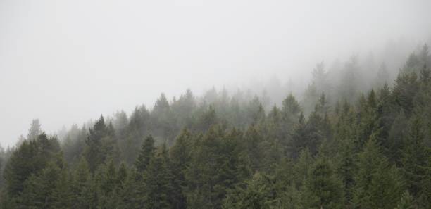 istock Fog and Fir 1352575079