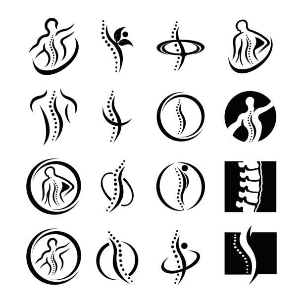 ilustraciones, imágenes clip art, dibujos animados e iconos de stock de columna quiropráctica - physical therapy human spine symbol medical exam