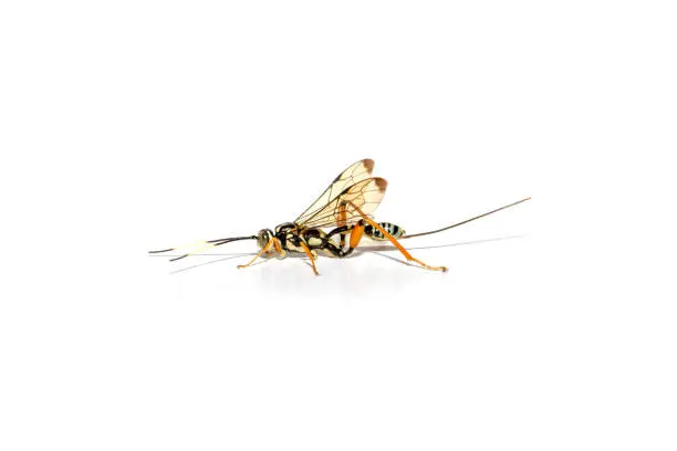 Photo of Arotes decorus, parasitoid wasp macro on White background