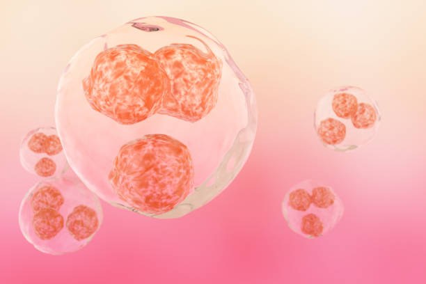 istock Morula Cell, a solid ball of cells resulting from division 1352578059
