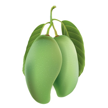 Fresh green mango fruit isolated on white background.illustration vector