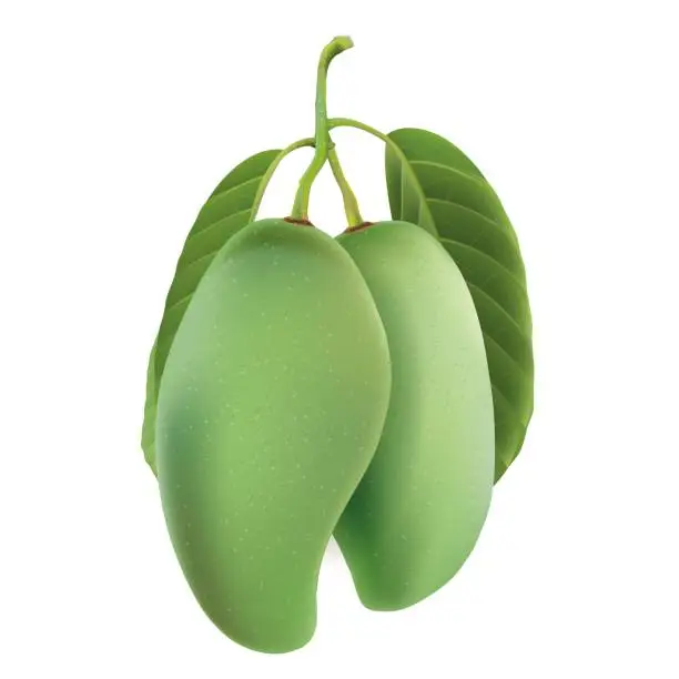 Vector illustration of Fresh green mango fruit isolated on white background.illustration vector