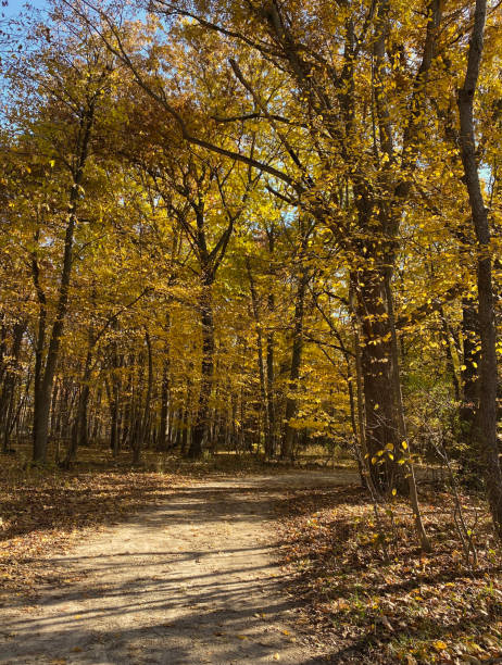 лесная заповедная тропа иллинойса осенью - forest preserve стоковые фото и изображения