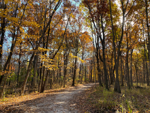 illinois forest preserve trail in autumn - forest preserve imagens e fotografias de stock