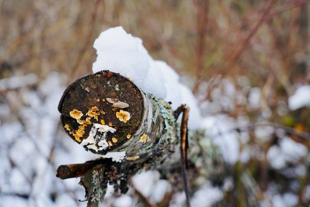Mushrooms grow out of the end of a snow covered tree