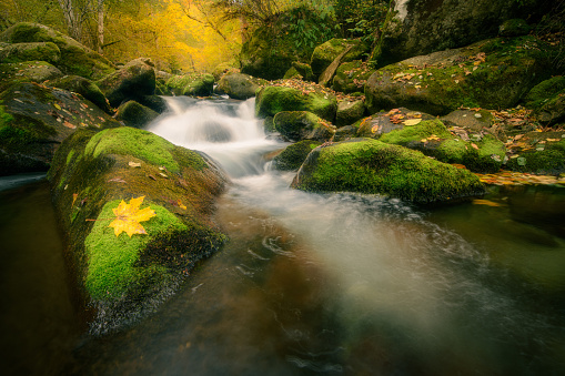 Beautiful mountain stream inside an autumn forest flowing through moss covered rocks in the Retezat mountains in Romania