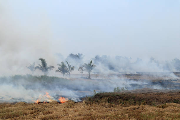 istock Burning of stubble in paddy fields after harvesting 1352594022