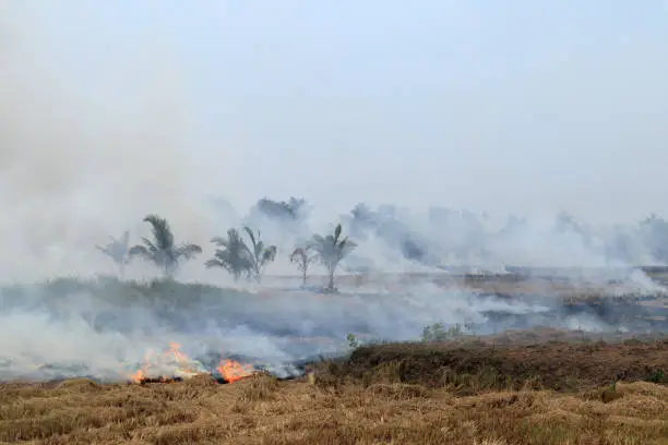 Photo of Burning of stubble in paddy fields after harvesting