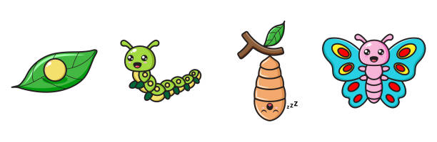 ilustrações de stock, clip art, desenhos animados e ícones de butterfly metamorphosis illustration - caterpillar isolated white background insect