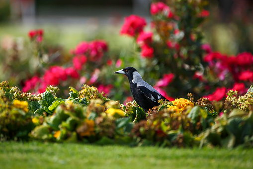 Australian black and white magpie in a field of colourful roses in Adelaide, South Australia