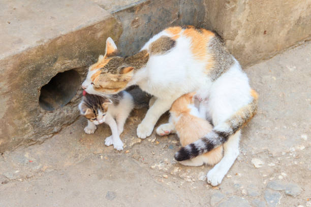 istock Stray cat with two kittens on a city street 1352597845