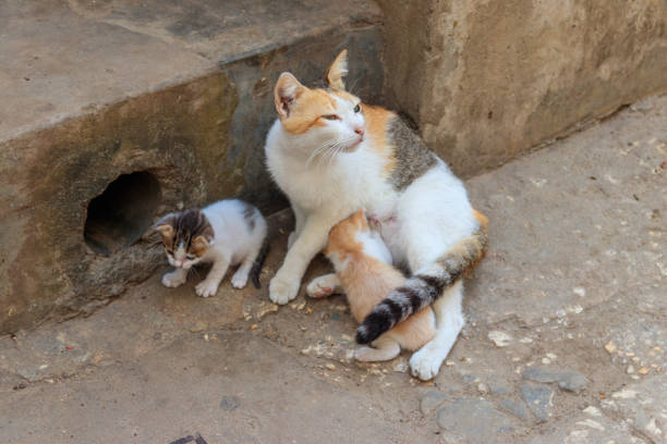 istock Stray cat with two kittens on a city street 1352597846