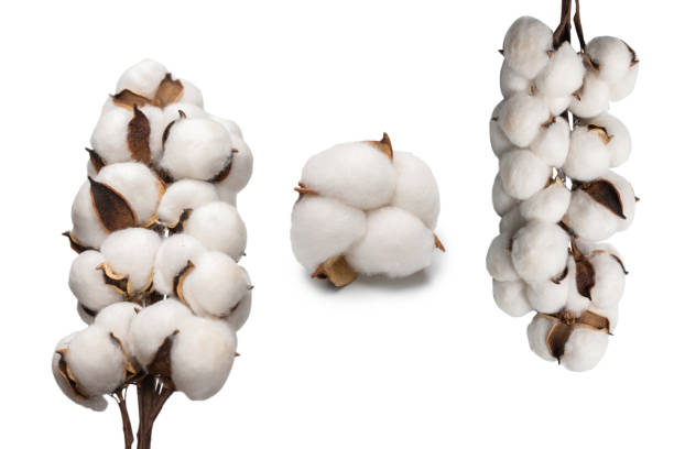istock Cotton flower branch isolated on white background. 1352598166