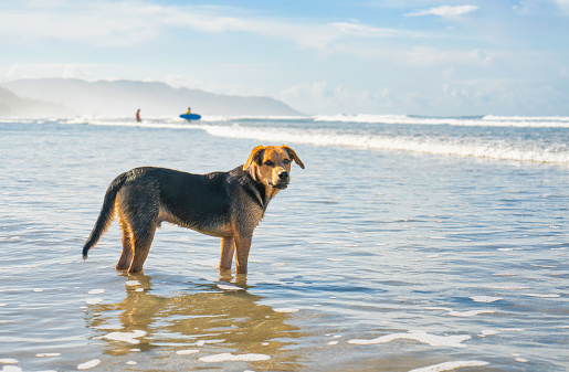 Portrait of a dog waiting for the owner on the ocean shore