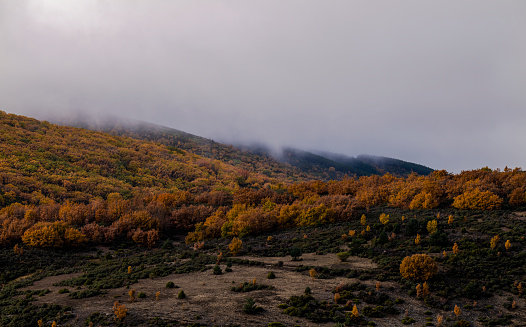Landscape of beech forest on mountain with fog in autumn, in Tejera Negra, Cantalojas, Guadalajara, Spain
