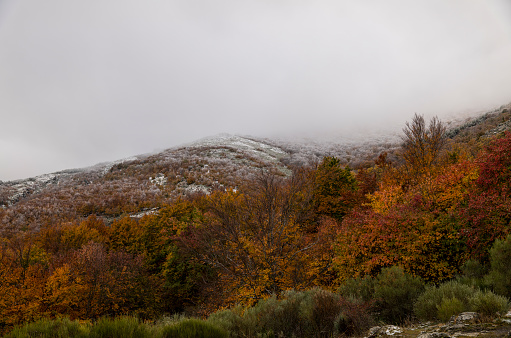 Landscape of beech forest on mountain with fog in autumn, with snow on top of mountain, in Tejera Negra, Cantalojas, Guadalajara, Spain