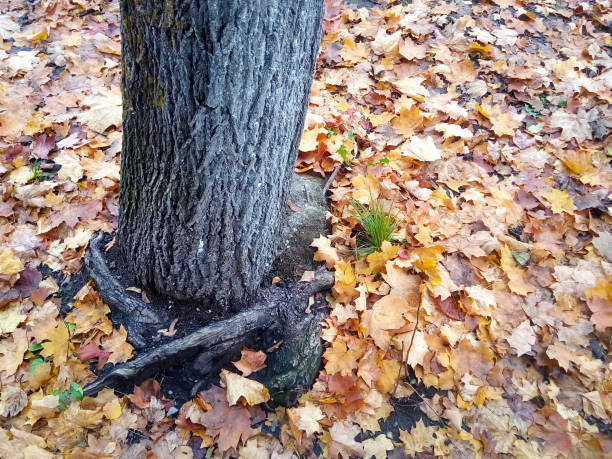 Tree trunk with roots and fallen leaves in autumn.