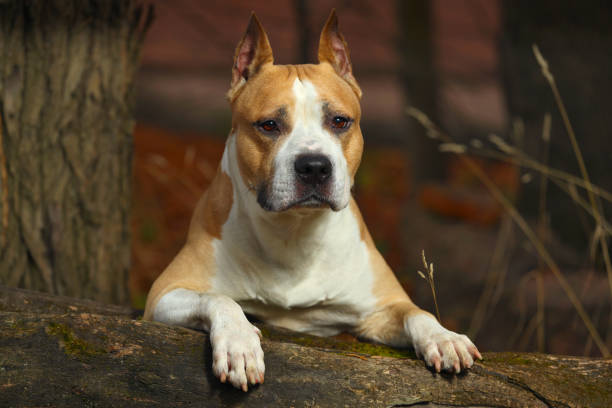 beautiful pit bull terrier in nature in summer. High quality photo
