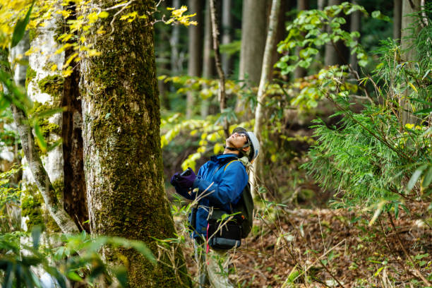 istock Researcher measure trees for a reforestation and resource management purposes. 1352607982
