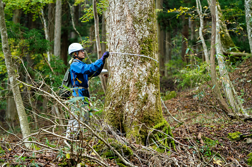 Mid adult male researcher measures trees for reforestation and resource management purposes. A mid adult male works in the forest gathering data