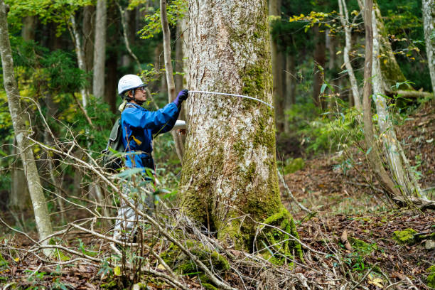 исследователь измеряет деревья для целей лесовосстановления и управления ресурсами. - lumber industry reforestation tree forest стоковые фото и изображения