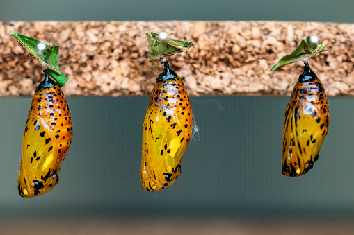 A trio of golden butterfly cocoon’s hanging in a nursery for insects in Benalmádena