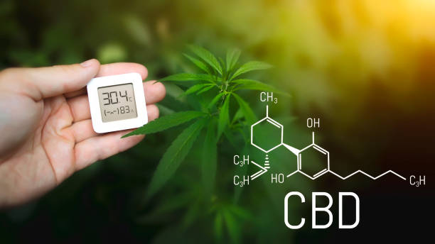 Cannabis CBD formula, growing marijuana and measuring humidity and temperature with a thermo-hygrometer in the hand Cannabis CBD formula, growing marijuana and measuring humidity and temperature with a thermo-hygrometer in the hand hygrometer photos stock pictures, royalty-free photos & images