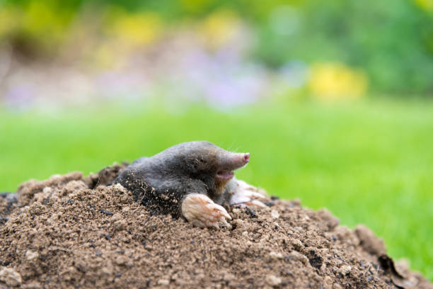 istock Mole peeking from the mole hill in the garden 1352609008