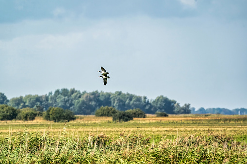 Two Barnacle Geese, Branta leucopsis, flying in a blue sky. Above grass and reeds in autumn. In their habitat