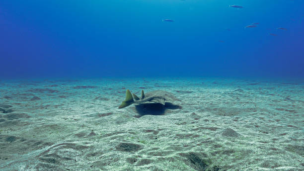 istock Endangered angel shark at the bottom sea 1352615740