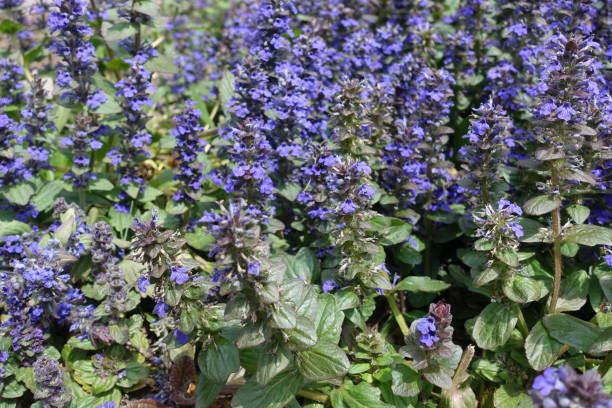 una gran cantidad de flores púrpuras de ajuga reptans a mediados de mayo - ajuga fotografías e imágenes de stock