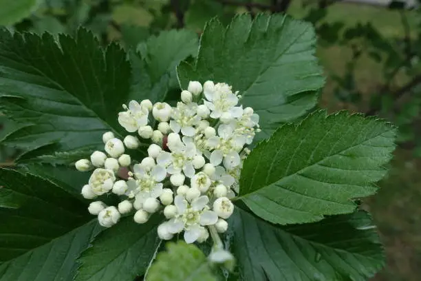 Beginning of florescence of Sorbus aria tree in May
