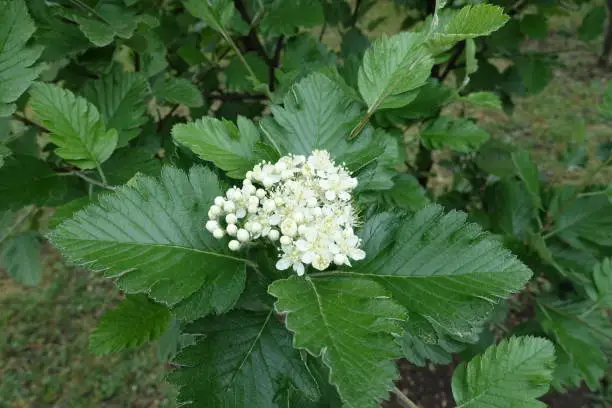 Buds and white flowers of Sorbus aria in May